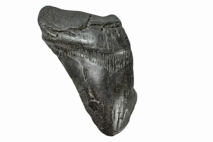 Partial Megalodon Tooth - South Carolina #172203